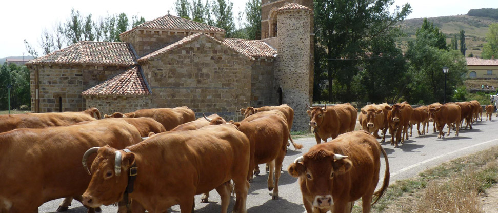 El PSOE recuerda a la Junta que las DOT de la Monta&ntilde;a obligan a apoyar la ganader&iacute;a extensiva