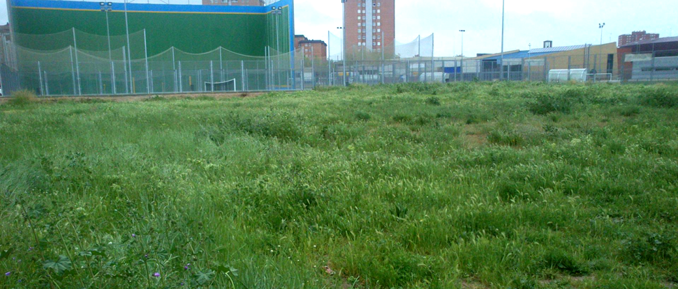 El PSOE demanda que se proceda a sanear los espacios municipales repletos de hierbas