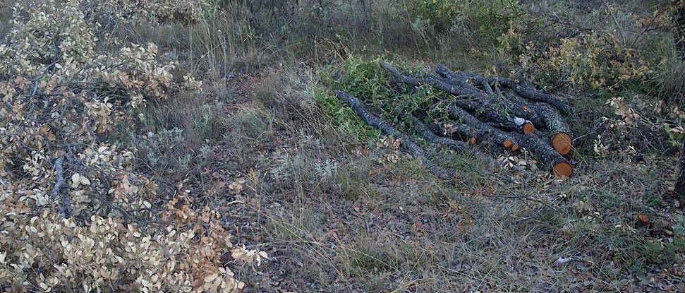 El PSOE pide la m&aacute;xima atenci&oacute;n y limpieza para varias zonas del Monte &ldquo;El Viejo&rdquo;