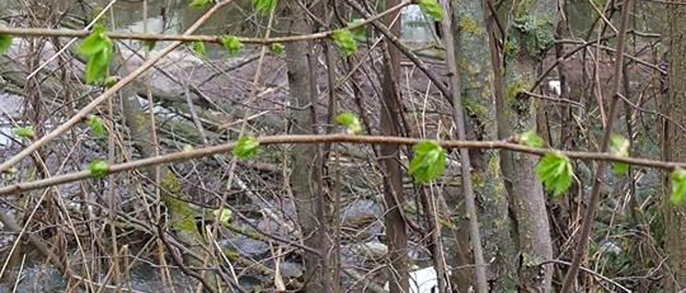 El PSOE reitera la necesidad de limpiar los &aacute;rboles ca&iacute;dos en el r&iacute;o Carri&oacute;n en la zona de El Sotillo