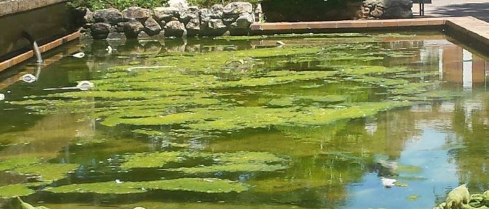 El PSOE pide la mejora en la limpieza de los Parques de &ldquo;Los Jardinillos&rdquo; y la &ldquo;Isla Dos Aguas&rdquo;