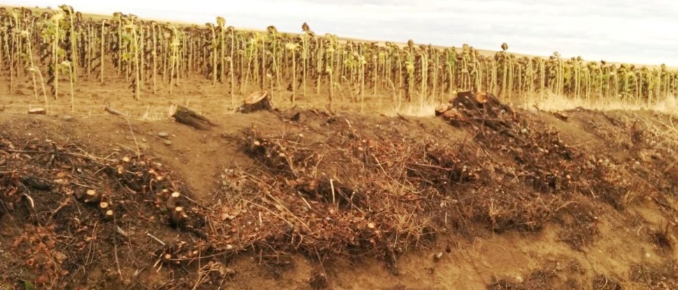 El PSOE pregunta por la tala masiva de &aacute;rboles en varias carreteras de titularidad auton&oacute;mica
