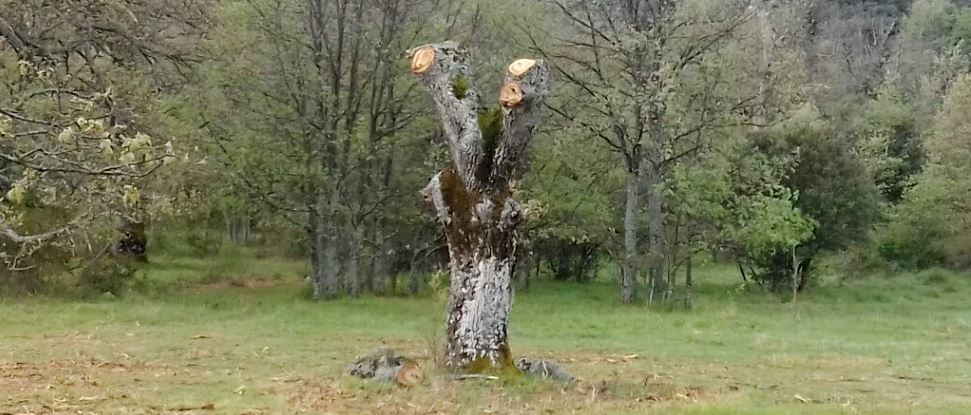 El PSOE pregunta a la Junta sobre la poda y tala de robles centenarios en los Campos de la Pe&ntilde;a de Guardo