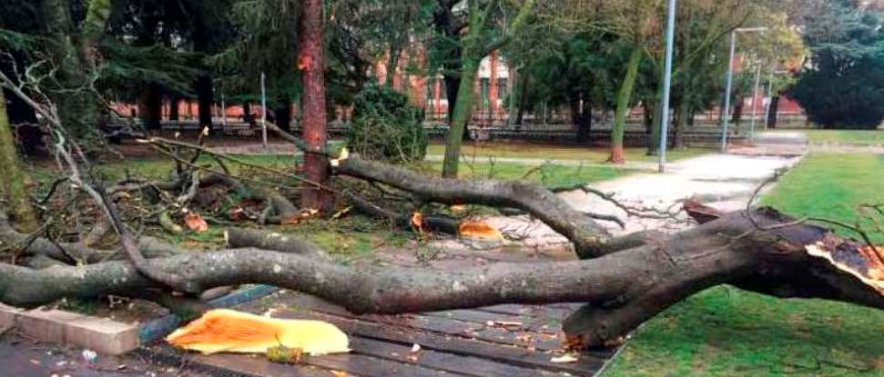 El PSOE pide en el Ayuntamiento que se elabore un estudio sobre el estado de los &aacute;rboles de la ciudad