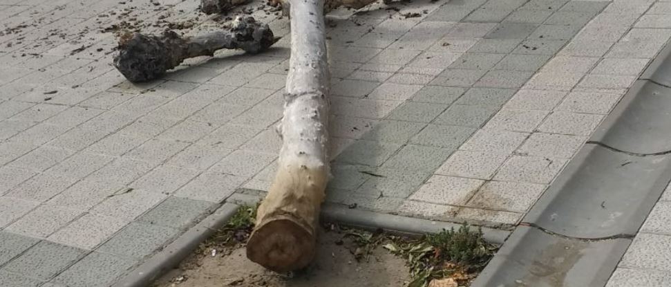 El PSOE pide que se retiren de inmediato los &aacute;rboles secos que presentan un claro riesgo de ca&iacute;da