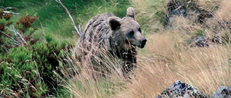 El PSOE pregunta en las Cortes sobre las circunstancias que han rodeado el disparo a un oso en Casavegas