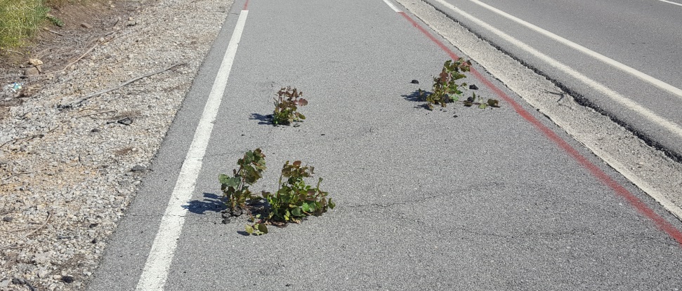 El PSOE pregunta en las Cortes por las labores de mantenimiento del carril bici entre Aguilar y Bra&ntilde;osera