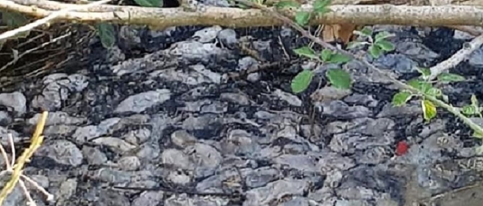 El PSOE insta a la Junta a que act&uacute;e de forma urgente para mantener un control efectivo de la plaga de topillos