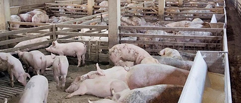 El PSOE se muestra preocupado por la presencia de cargos del PP en las presentaciones de los proyectos de macrogranjas