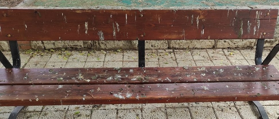 El PSOE pide una campaña de limpieza para eliminar la ingente suciedad acumulada por los excrementos de palomas El PSOE pide una campaña de limpieza para eliminar la ingente suciedad acumulada por los excrementos de palomas